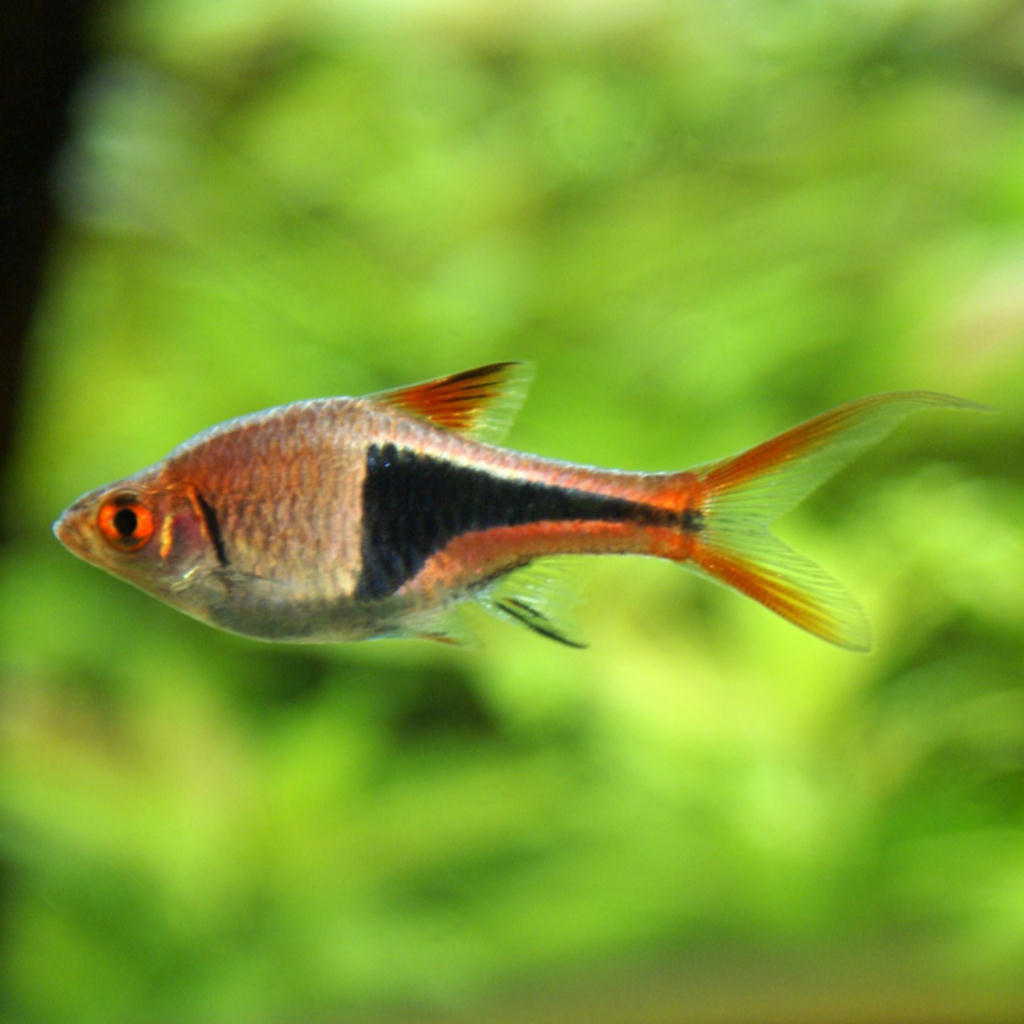 Trigonostigma heteromorpha (Rasbora arlecchino)